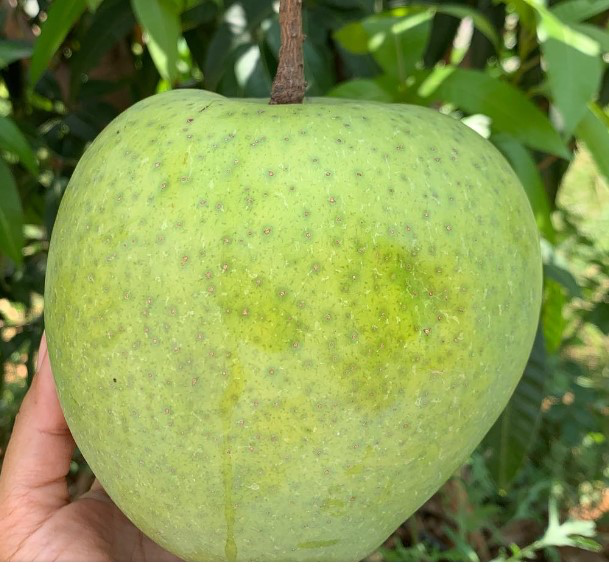 Kobbari Mamidi